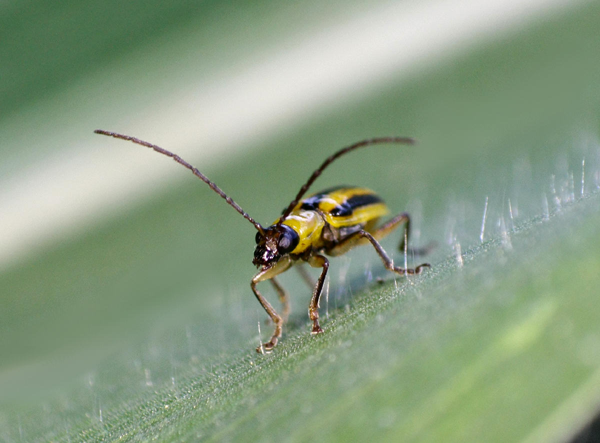 Diabrotica virgifera